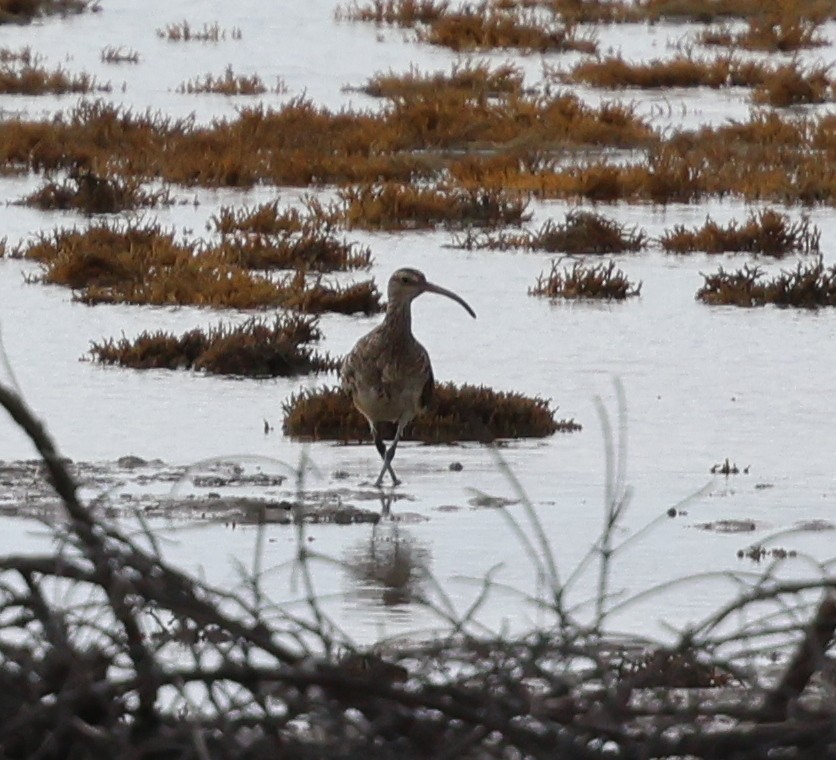 Bristle-thighed Curlew - ML624059764