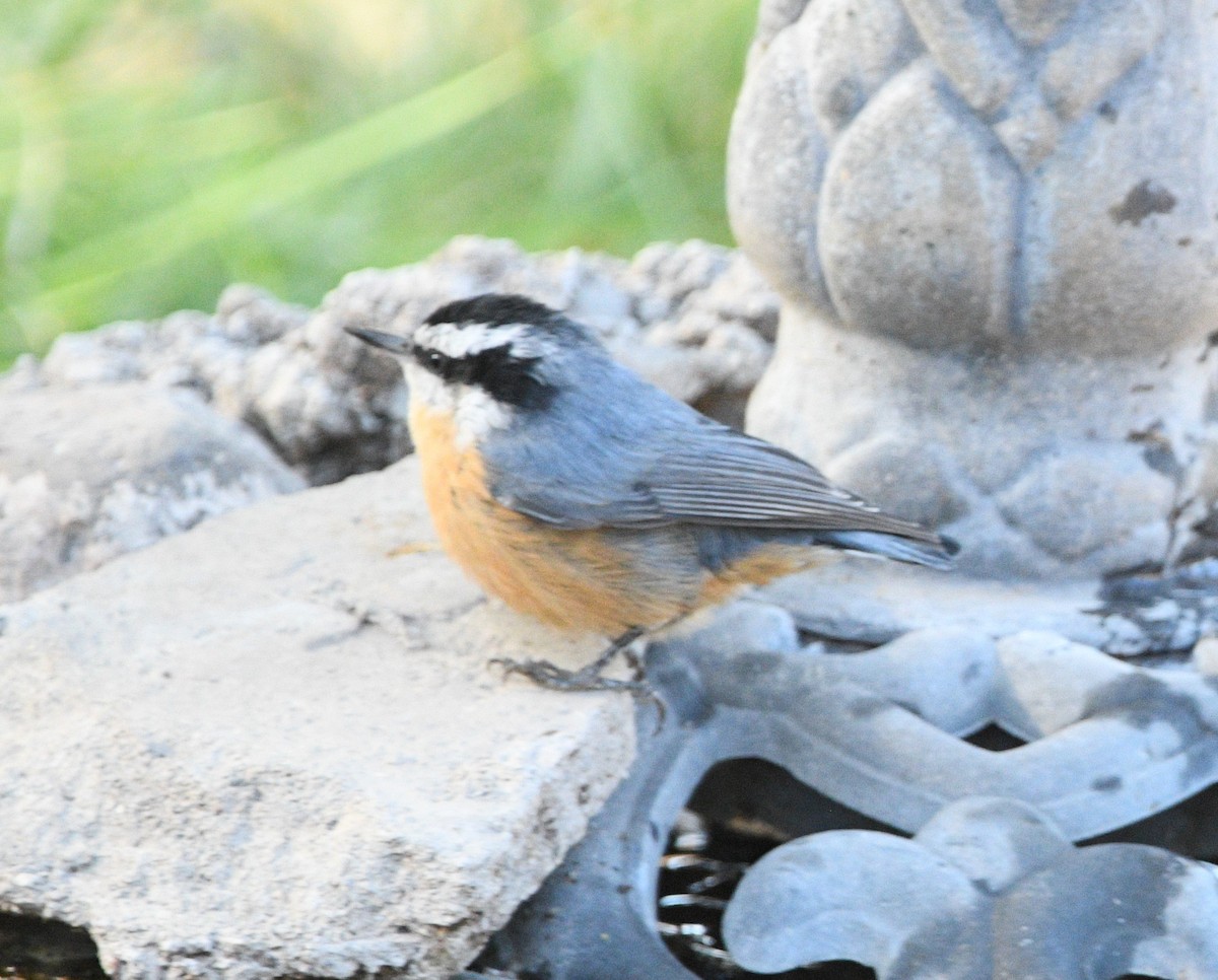 Red-breasted Nuthatch - ML624059770