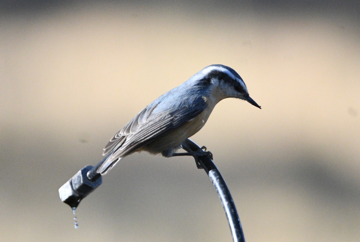 Red-breasted Nuthatch - ML624059778