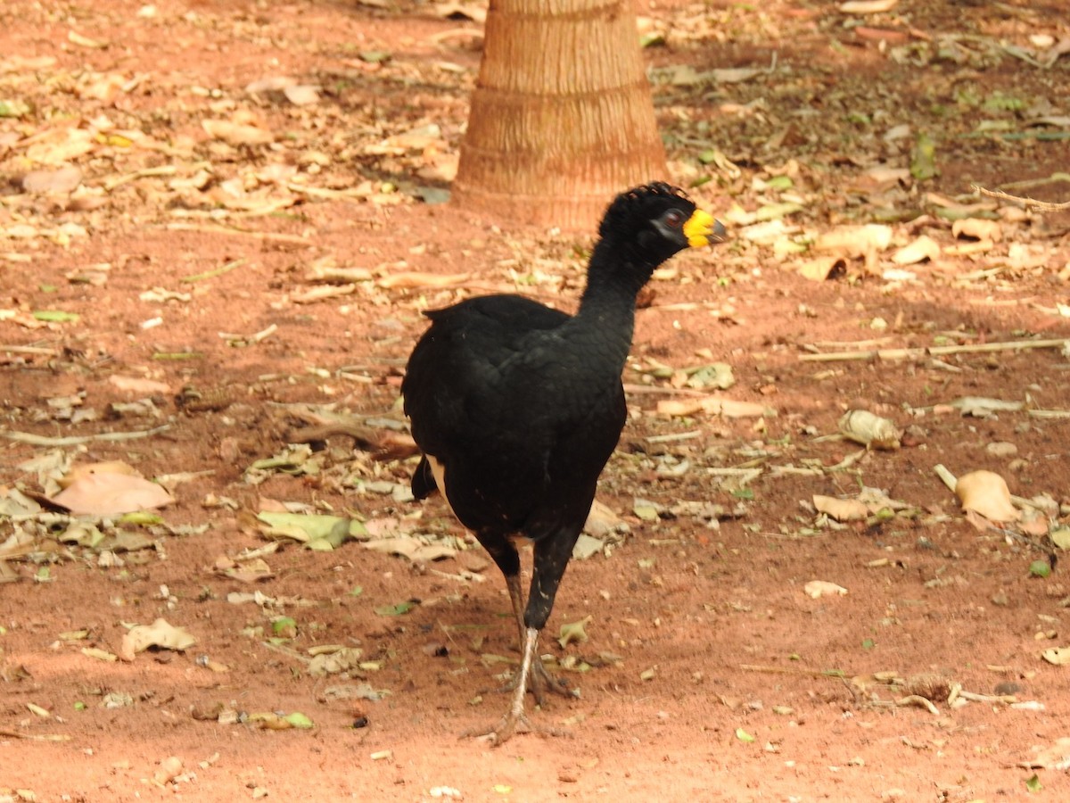 Bare-faced Curassow - ML624059784