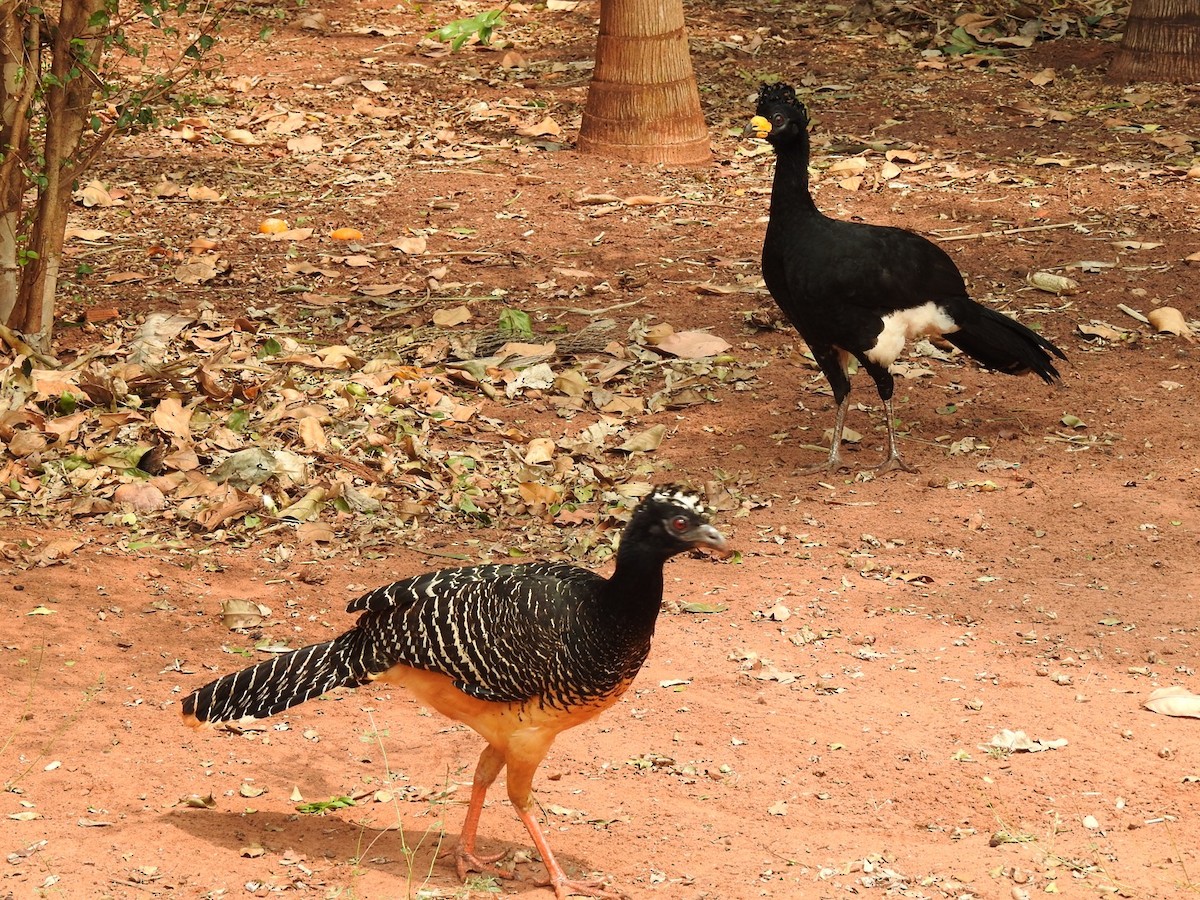 Bare-faced Curassow - ML624059786