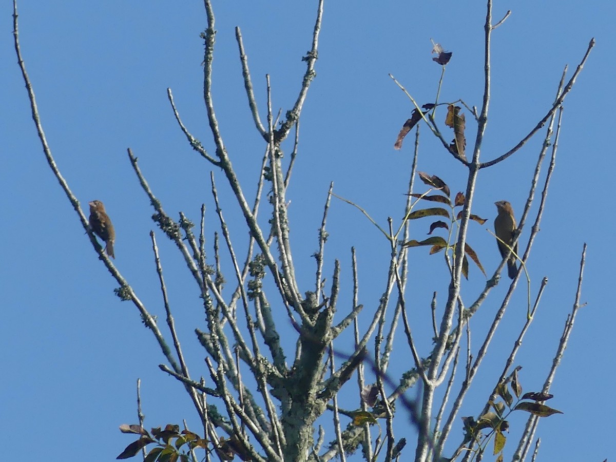 Blue Grosbeak - ML624059789