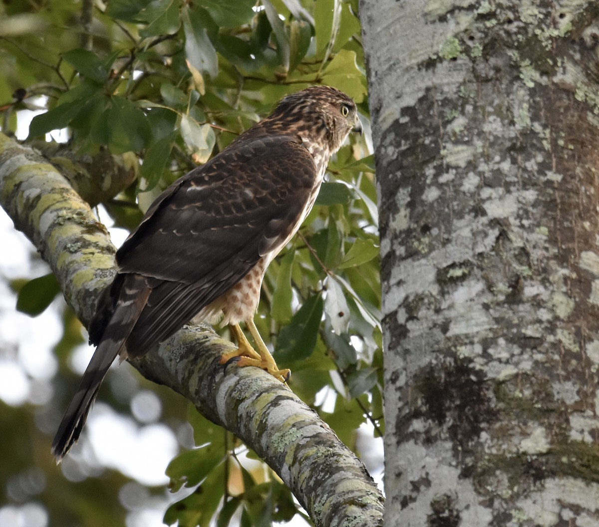 Cooper's Hawk - ML624059799