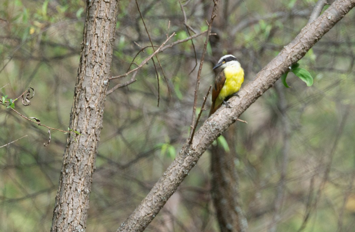 Great Kiskadee - ML624059828