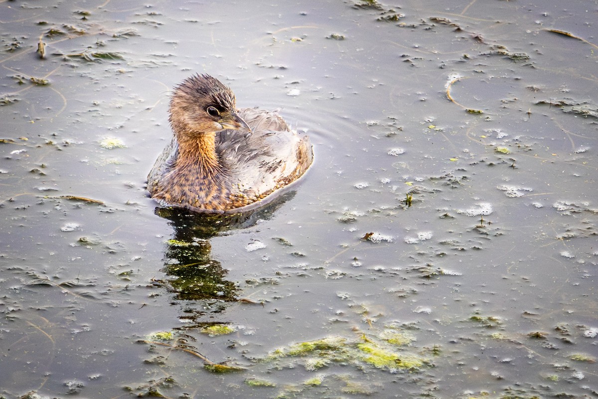 Pied-billed Grebe - ML624059840