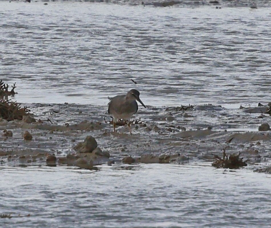 Gray-tailed Tattler - ML624059845