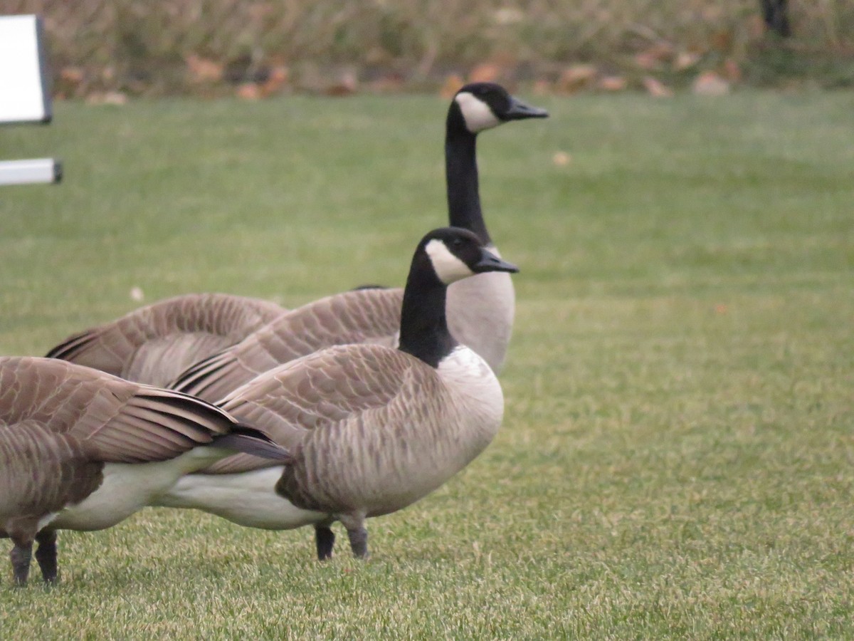 Canada Goose - ML624059872