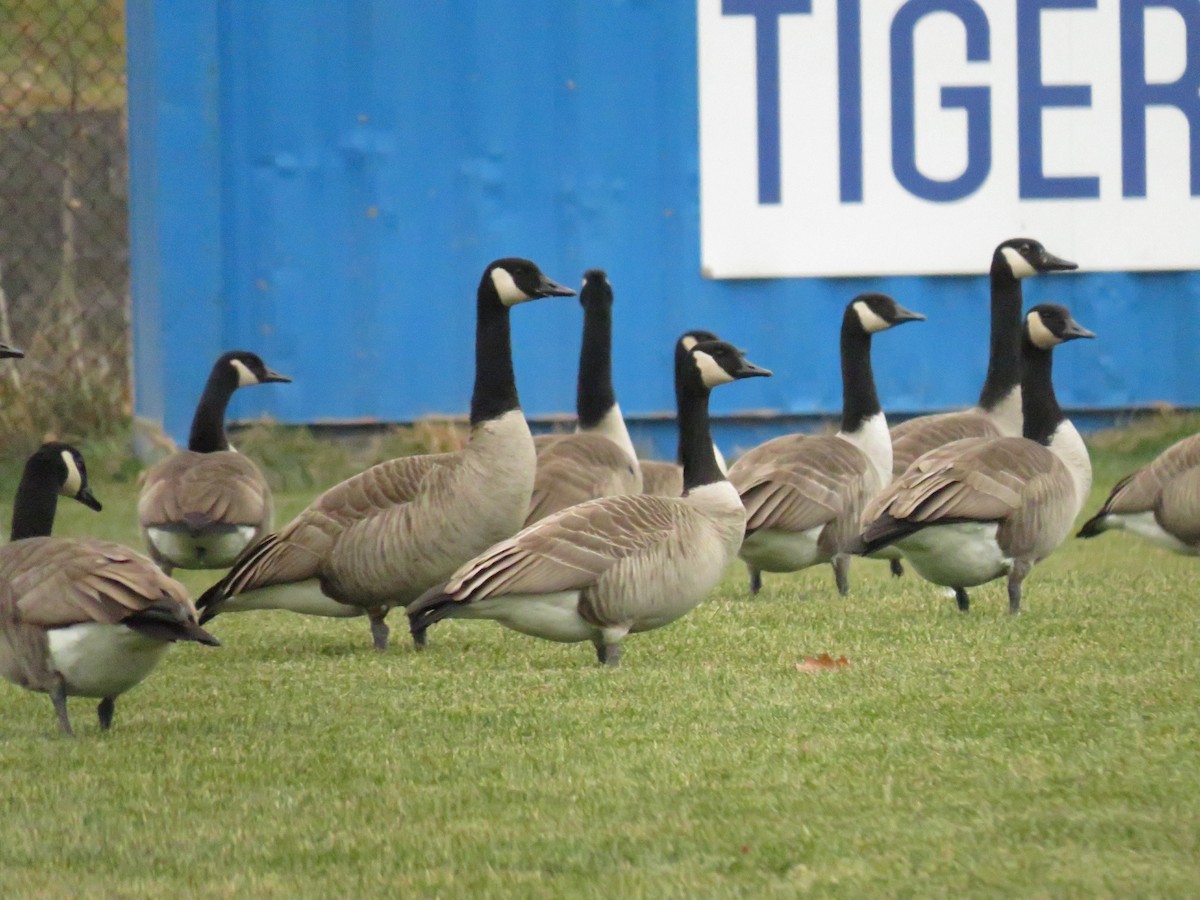 Canada Goose - Parker S