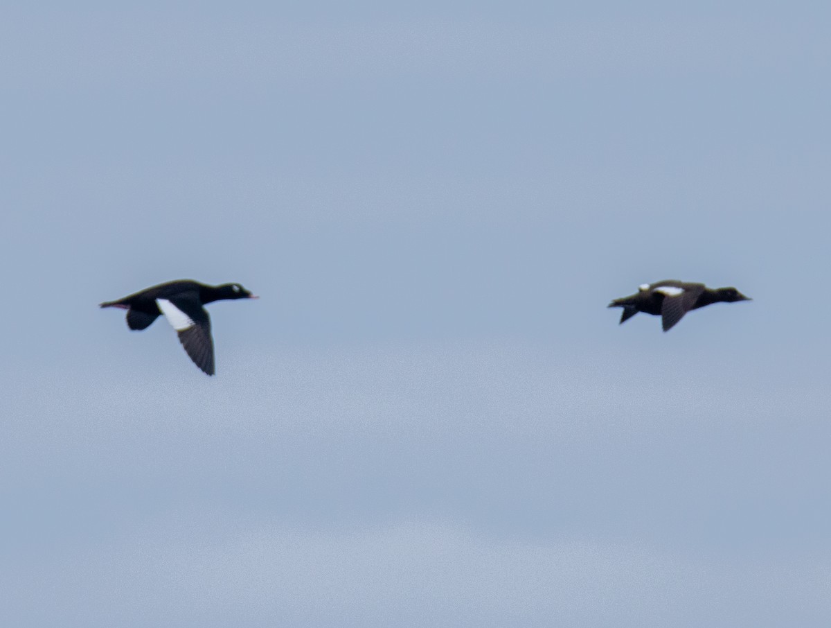 White-winged Scoter - ML624059881