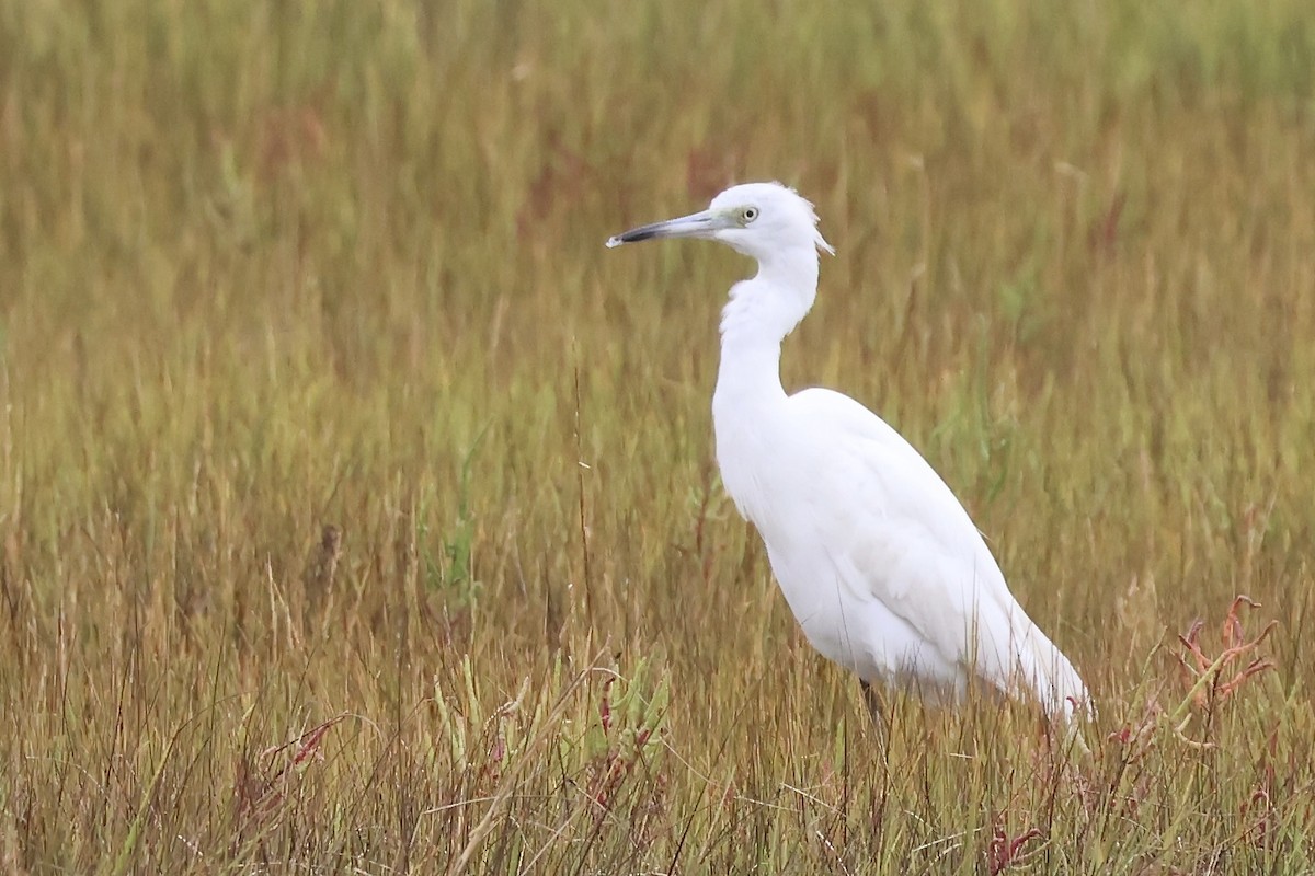 Little Blue Heron - ML624059884