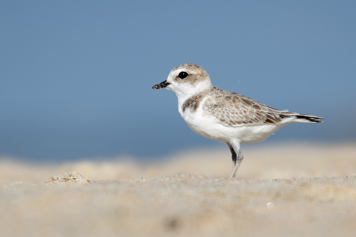 Snowy Plover - ML624059886