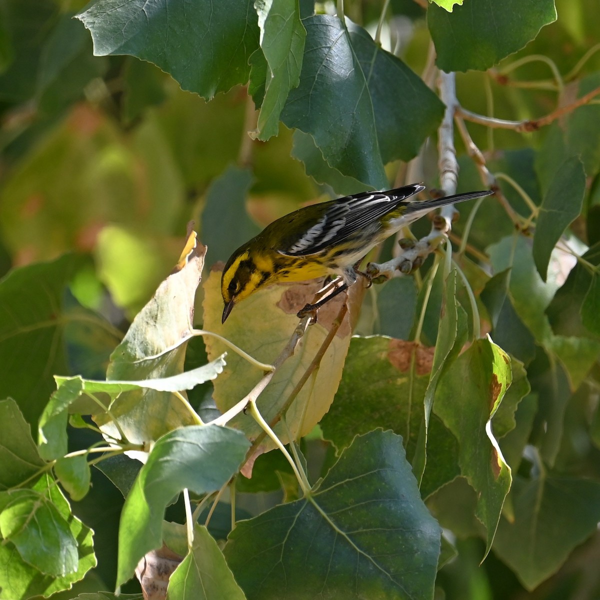 Townsend's Warbler - ML624059888