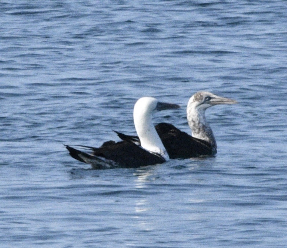 Northern Gannet - ML624059893