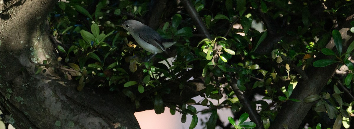 Blue-gray Gnatcatcher - ML624059896