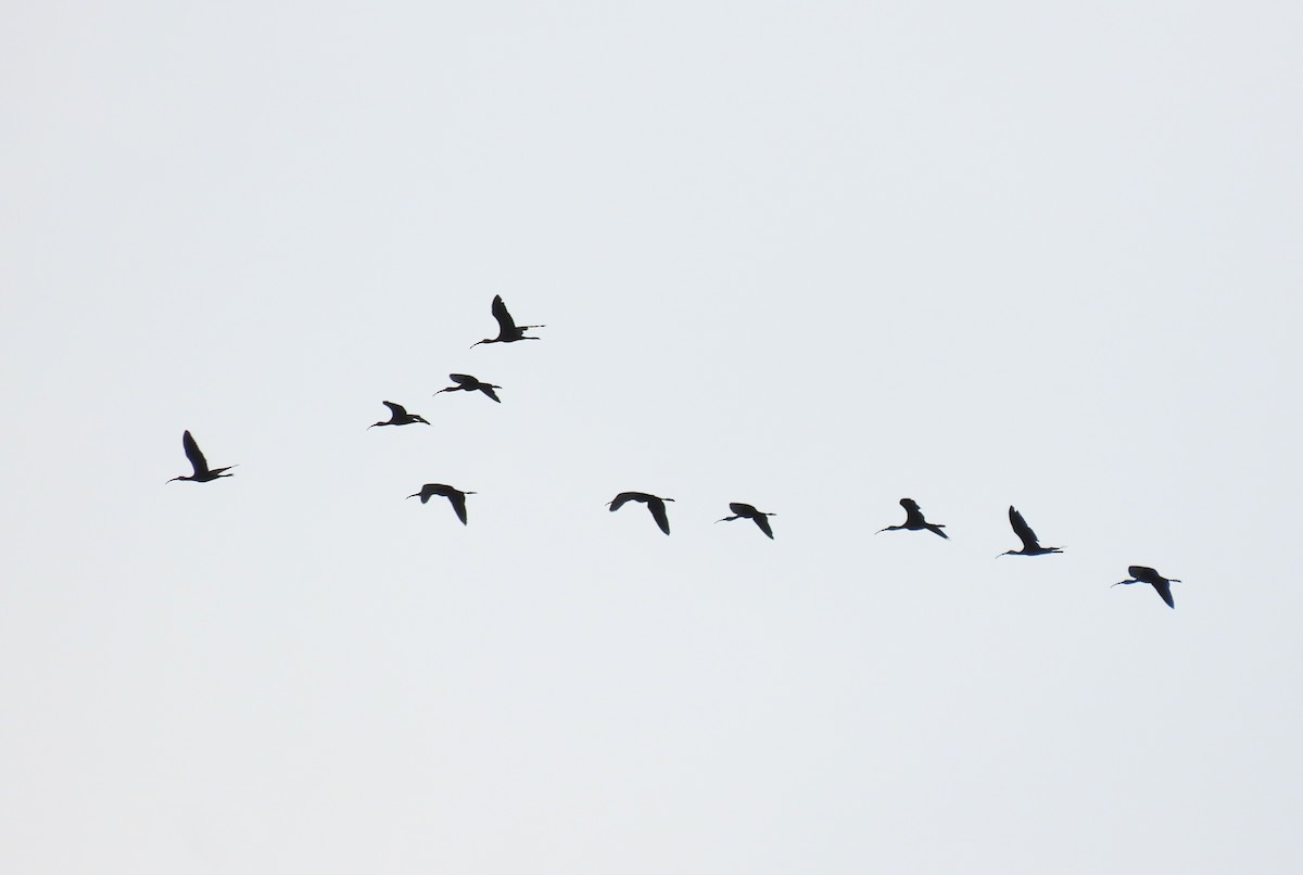 White-faced Ibis - Scott Loss