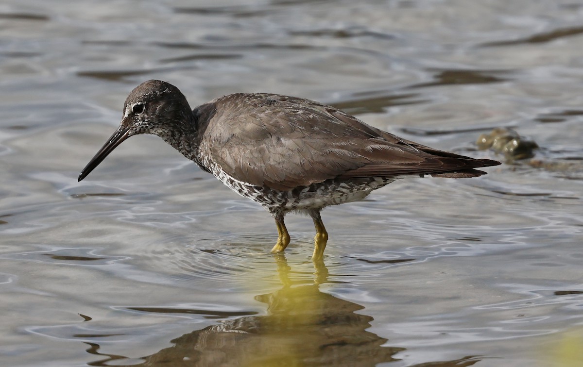 Wandering Tattler - ML624059920