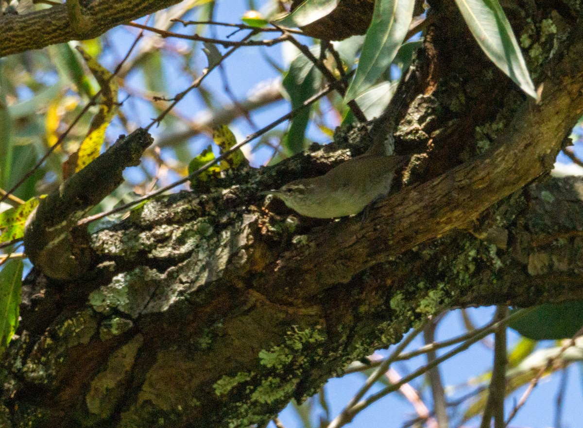 Bewick's Wren - ML624059928