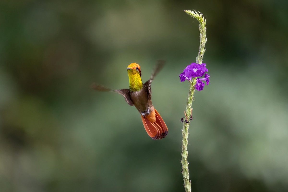 Ruby-topaz Hummingbird - ML624059940