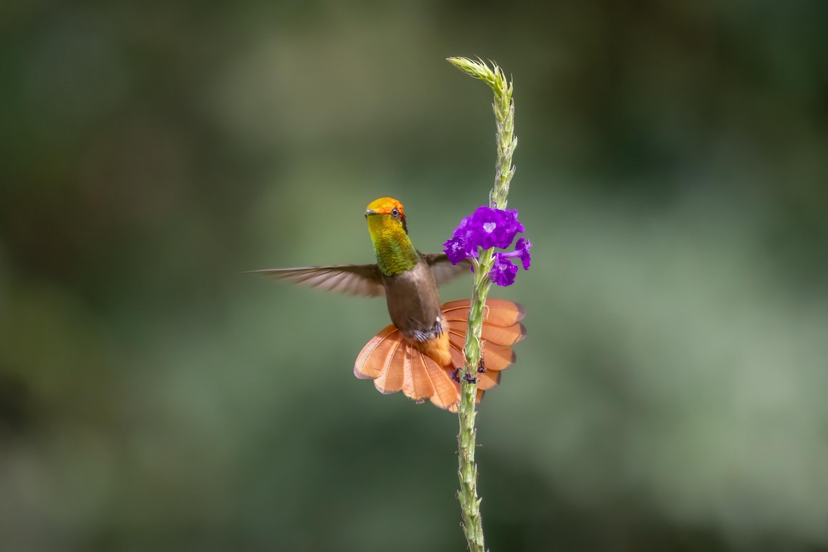 Ruby-topaz Hummingbird - ML624059941