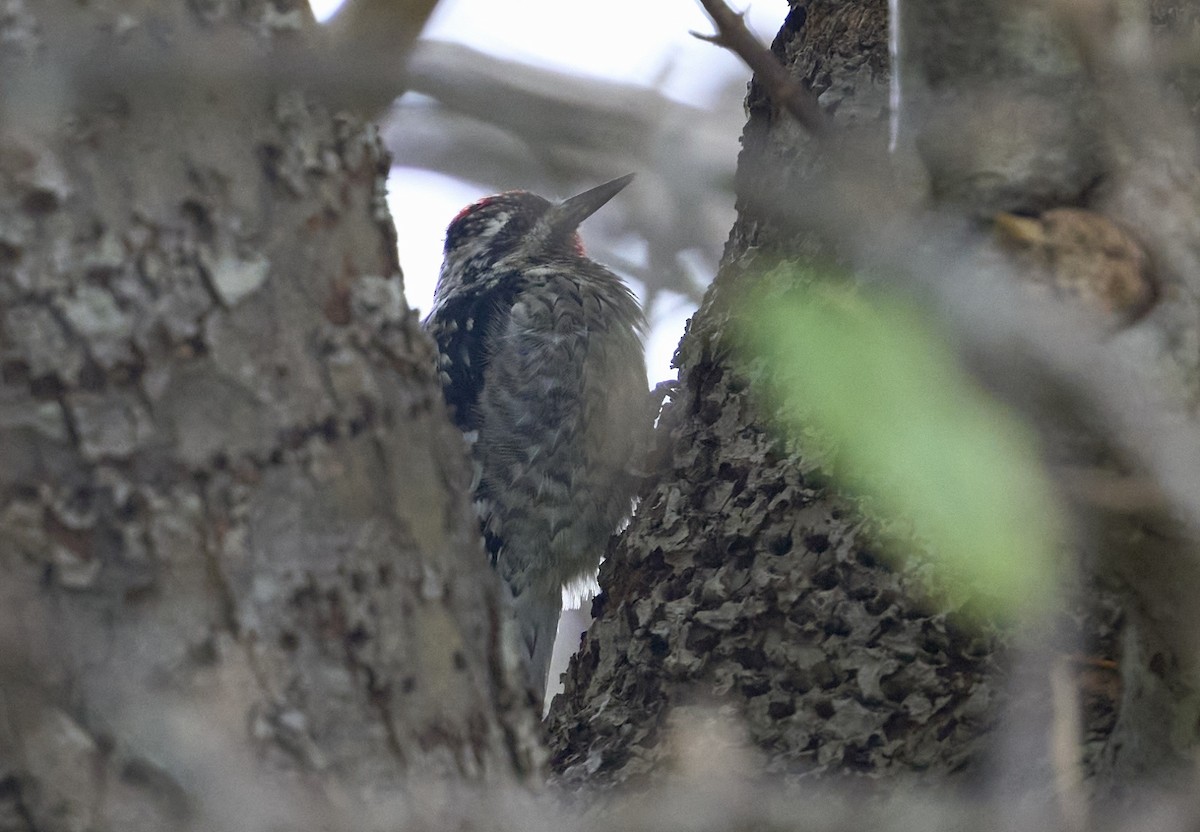 Yellow-bellied Sapsucker - ML624059942