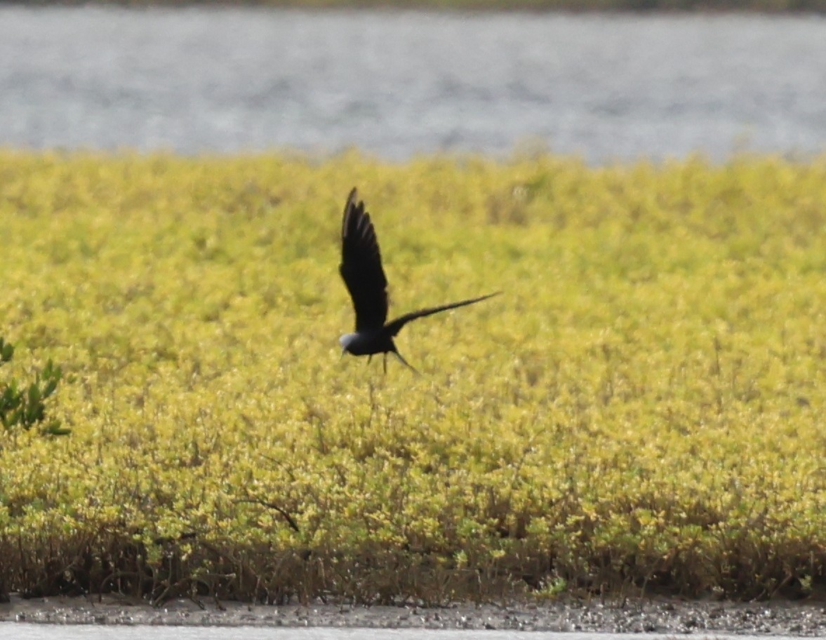 Black Noddy - Jeff Shenot