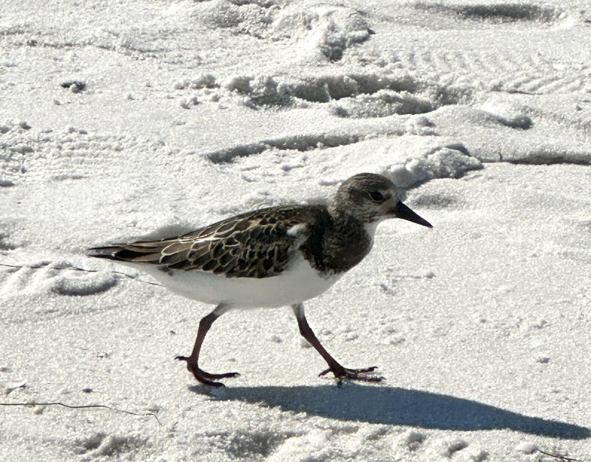 Ruddy Turnstone - Lucy Yanagida