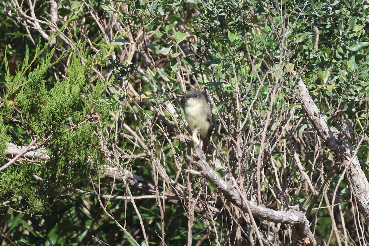 Eastern Phoebe - ML624059968