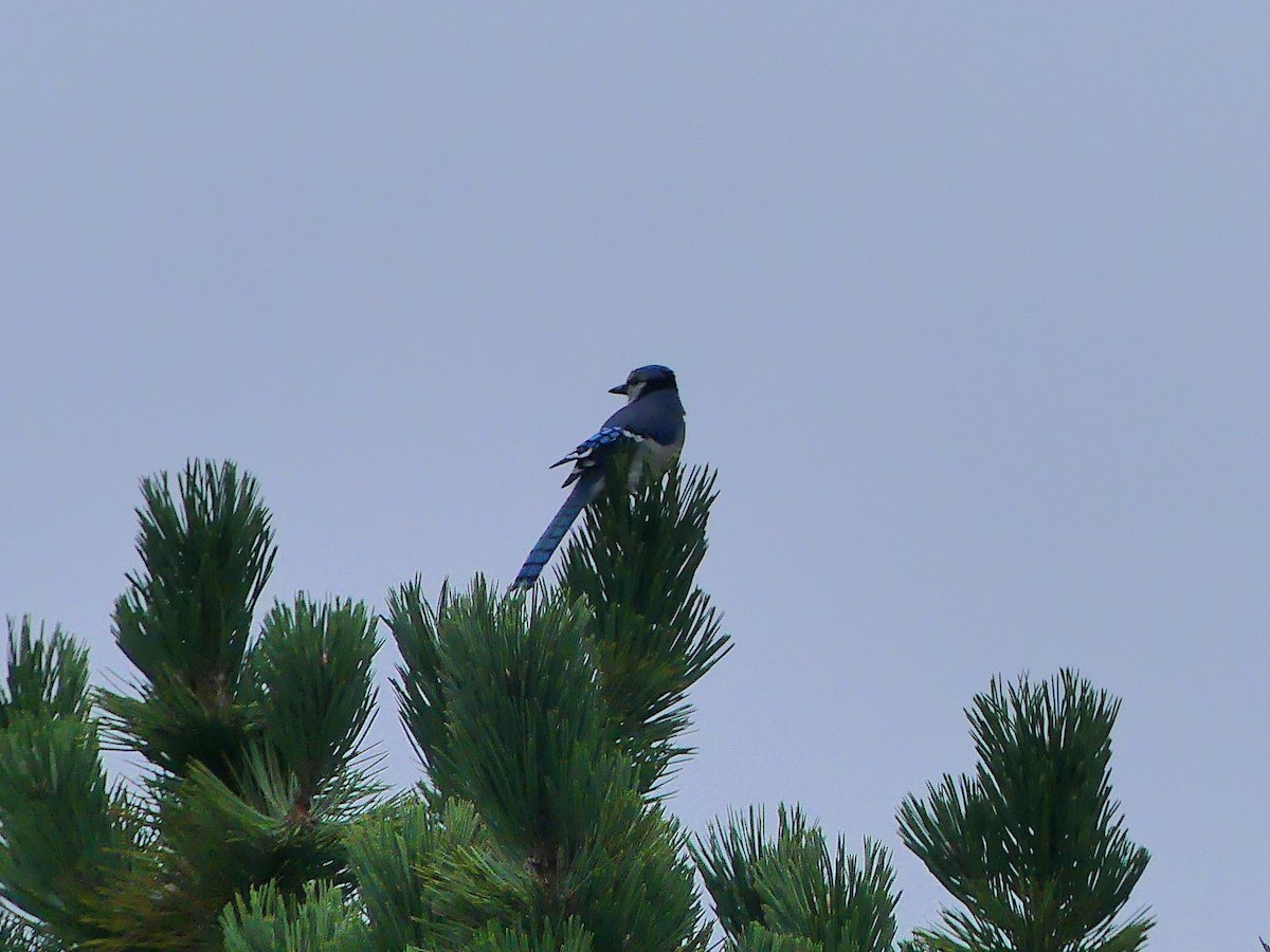 Blue Jay - ML624059970