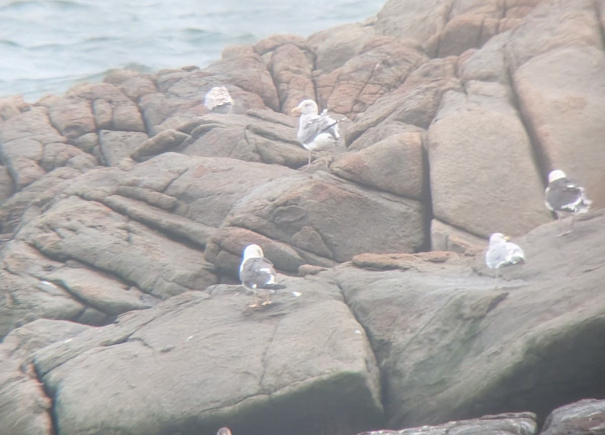 eBird Checklist - 22 Sep 2024 - Gully Point Cove - 15 species