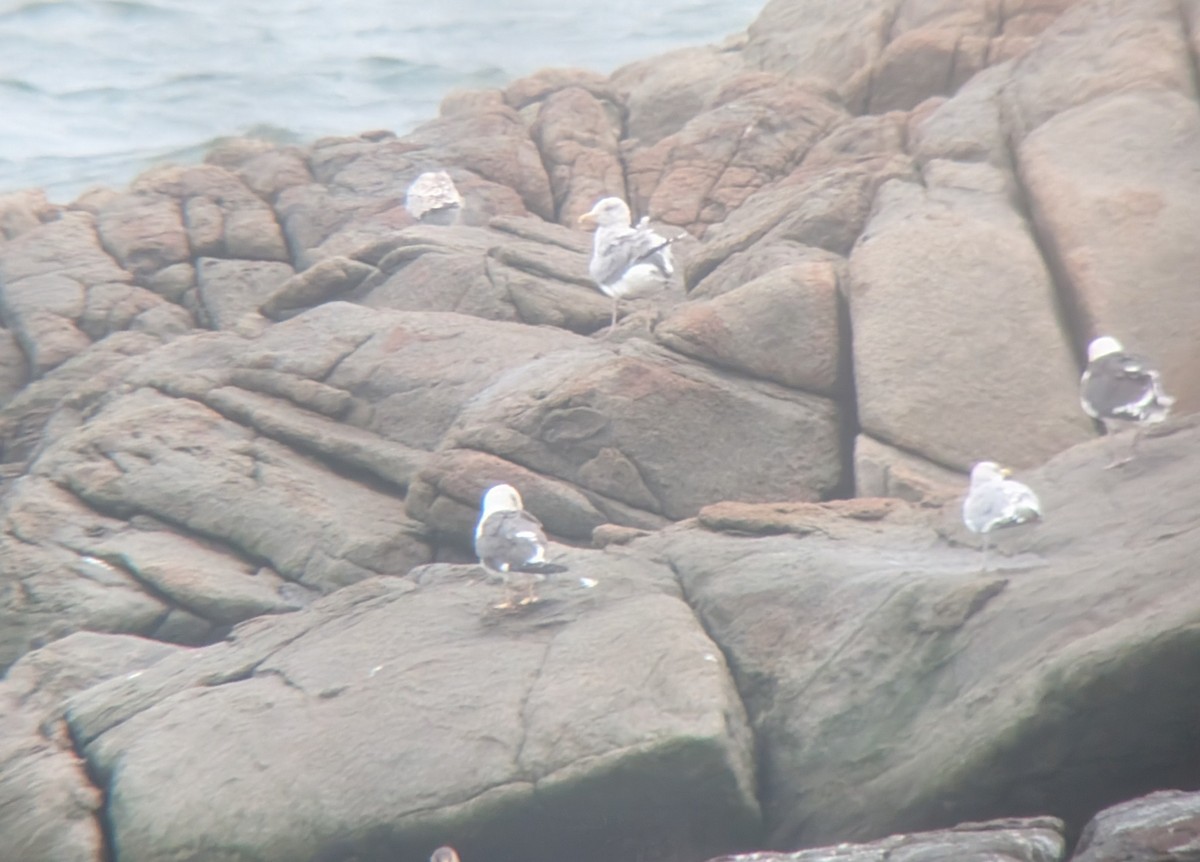 Lesser Black-backed Gull - ML624059971