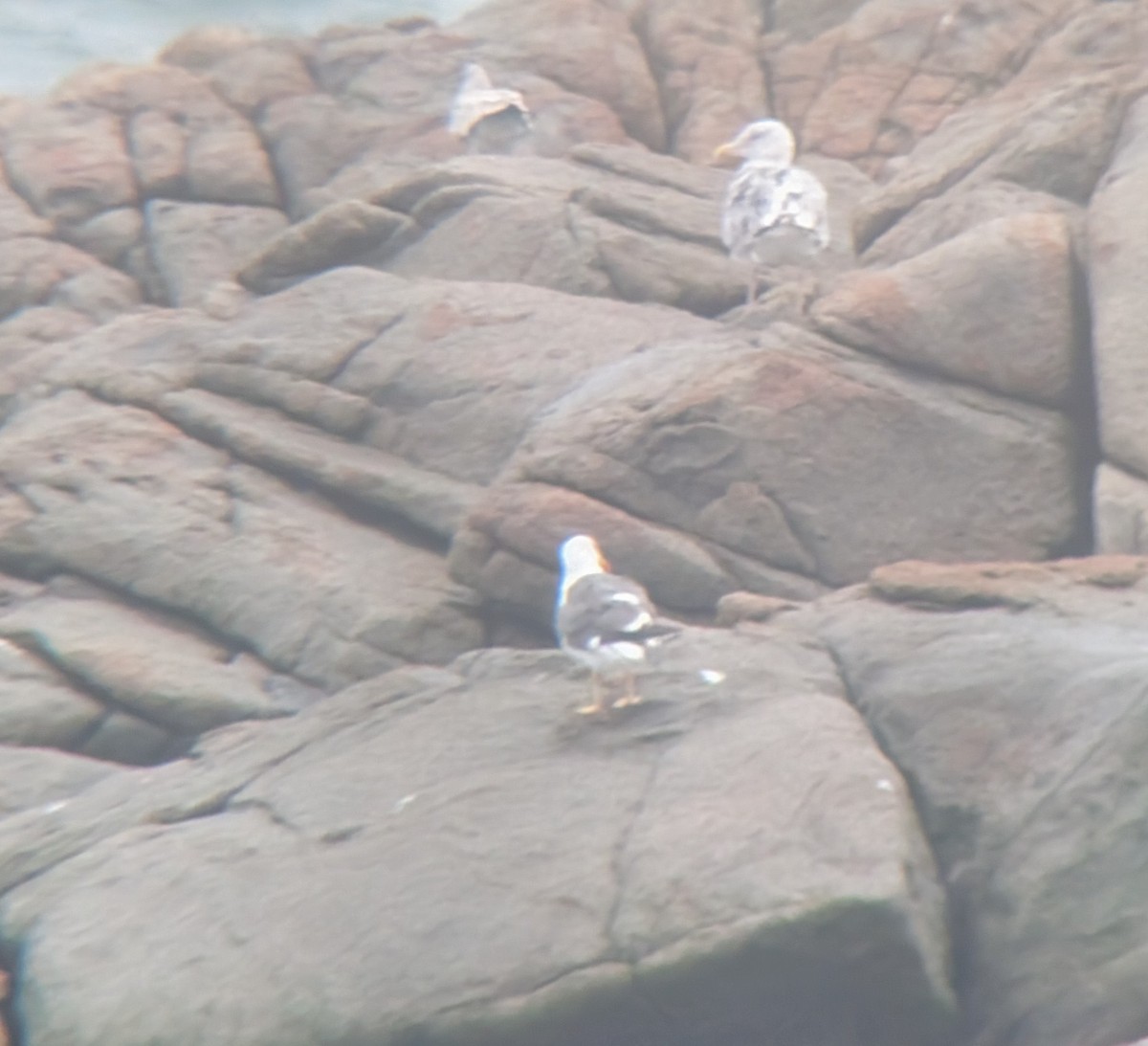 Lesser Black-backed Gull - ML624059972