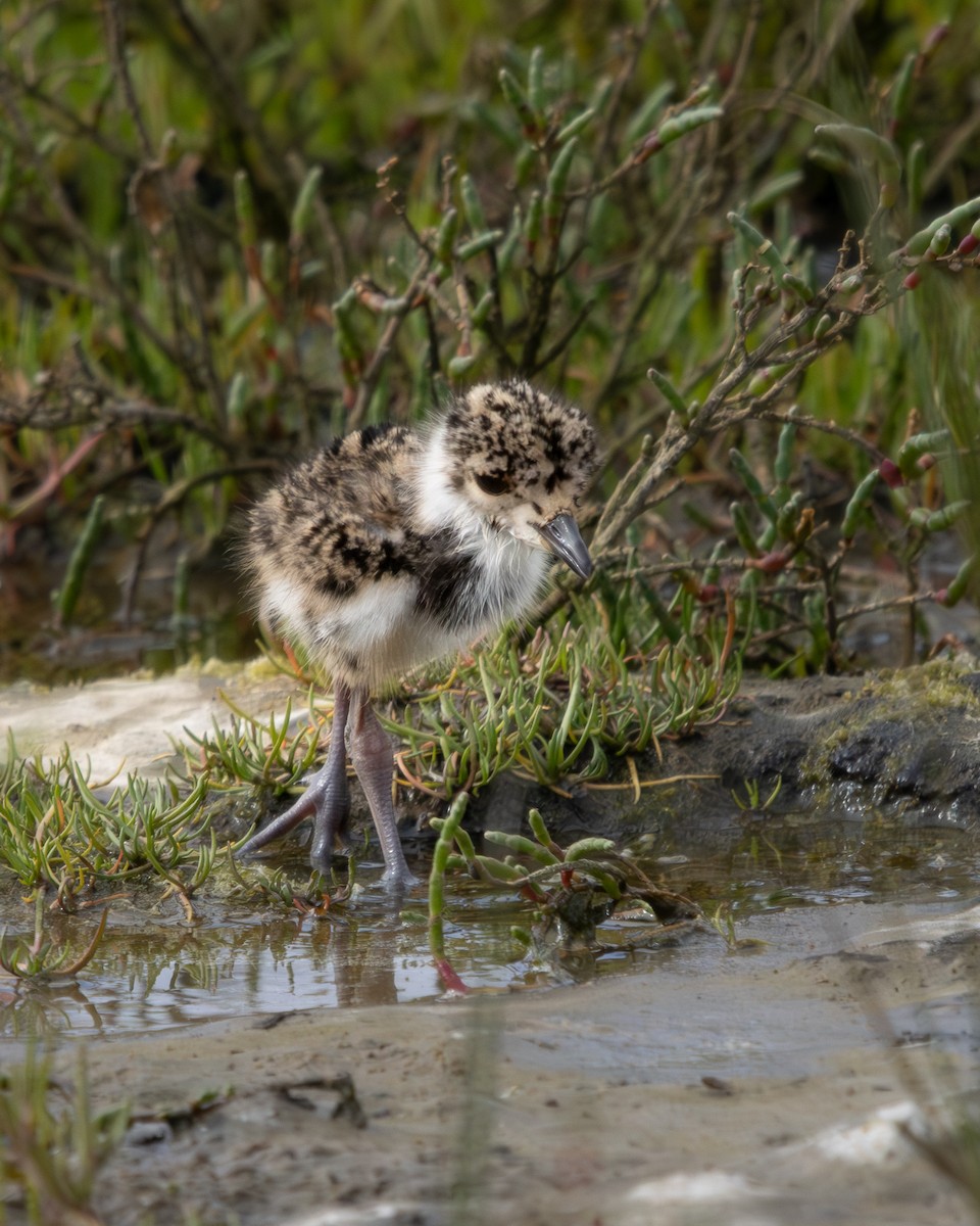 Southern Lapwing - ML624059975