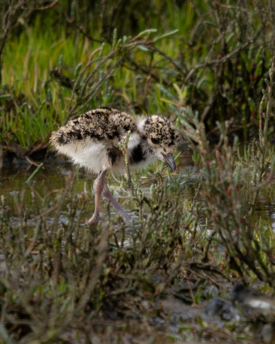 Southern Lapwing - ML624059976