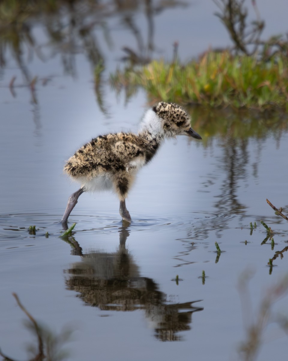 Southern Lapwing - ML624059977