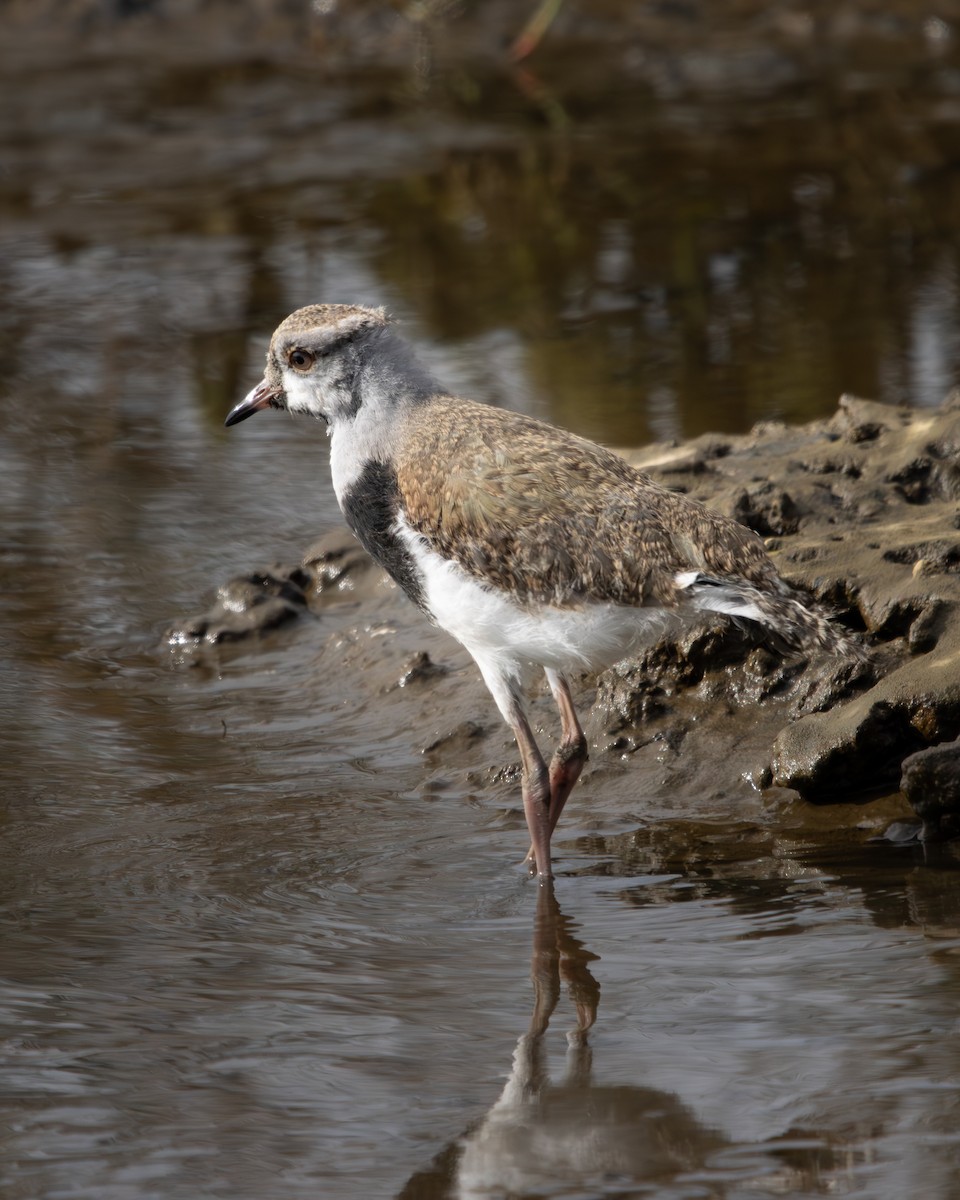 Southern Lapwing - ML624059980