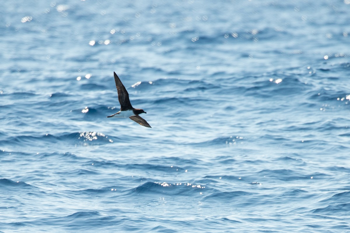 Petrel de Tahití - ML624059983