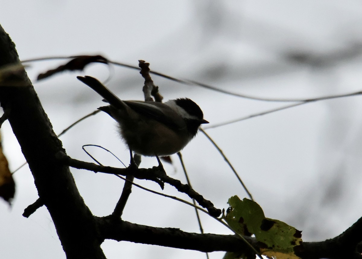 Black-capped Chickadee - ML624059987