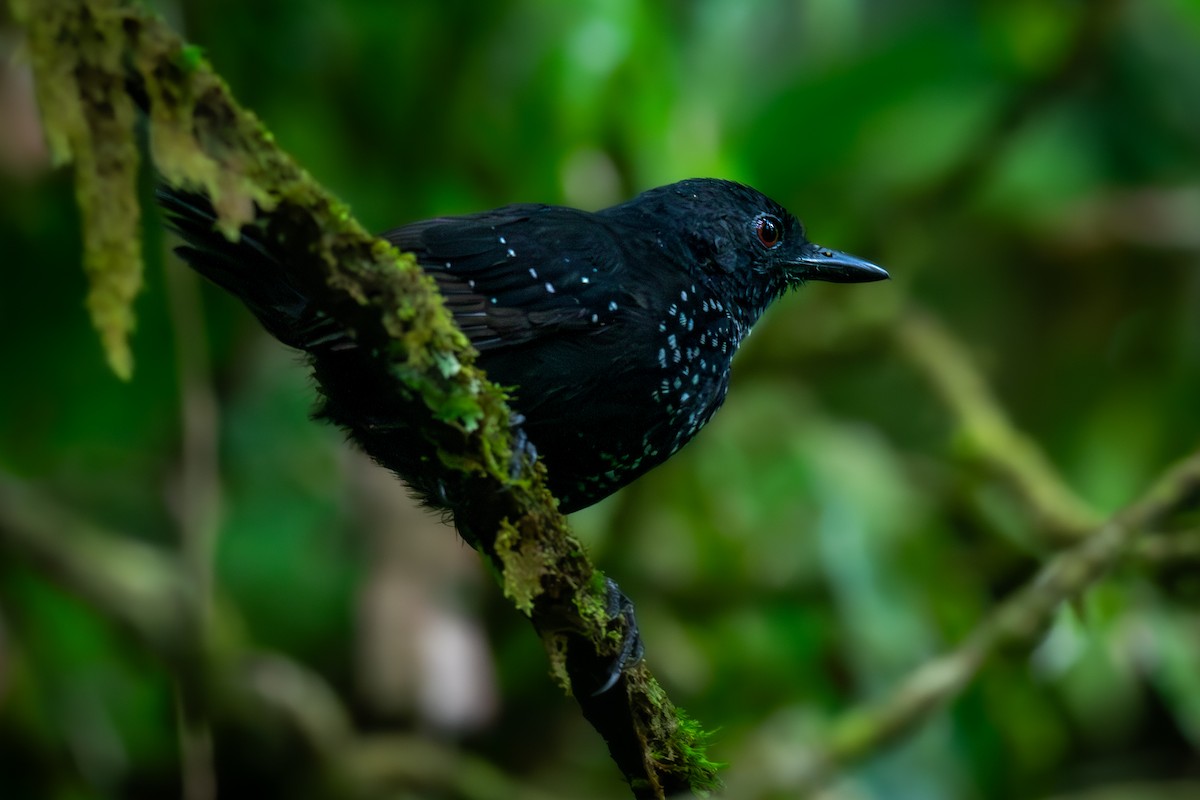 Stub-tailed Antbird - ML624059990