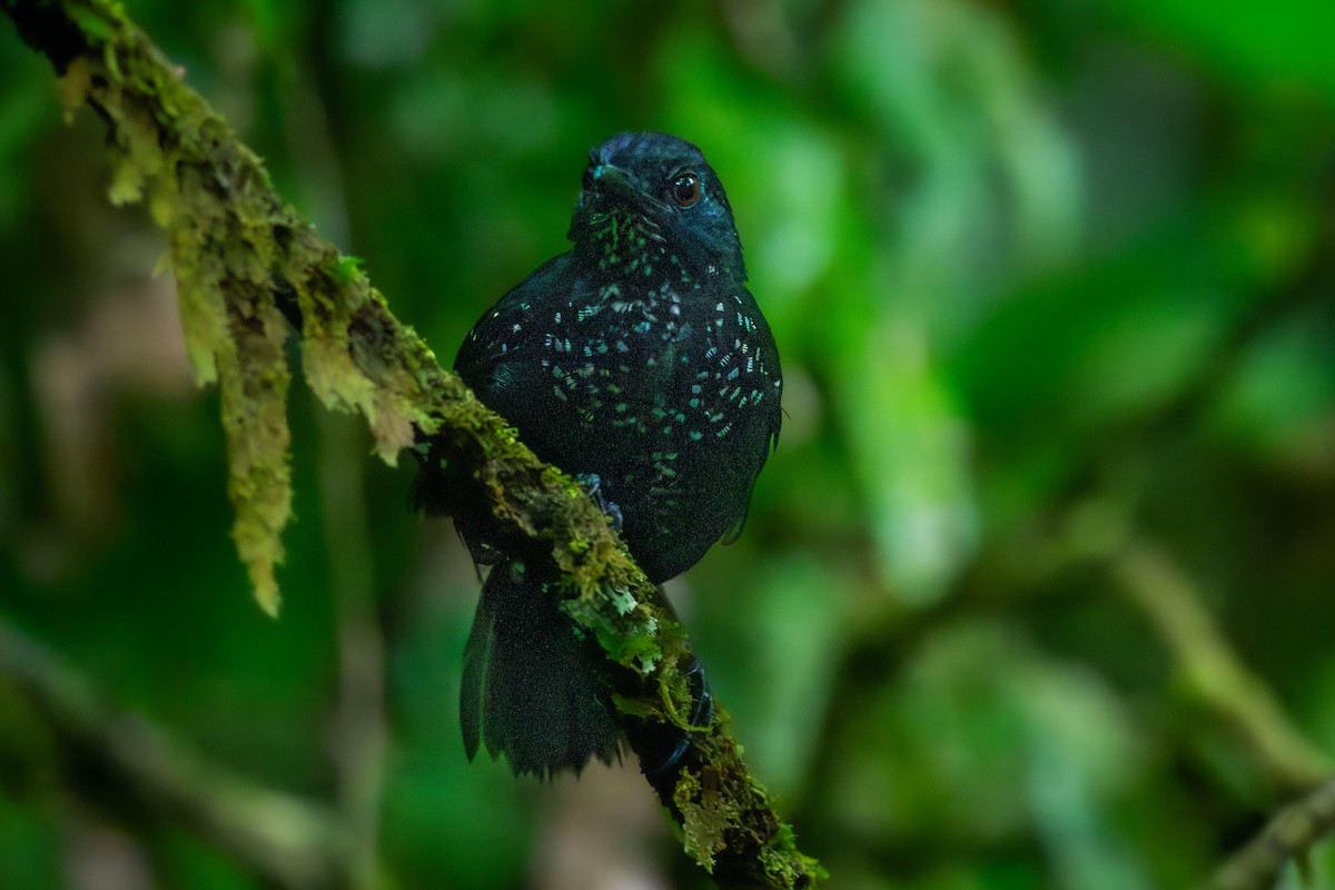 Stub-tailed Antbird - ML624059991