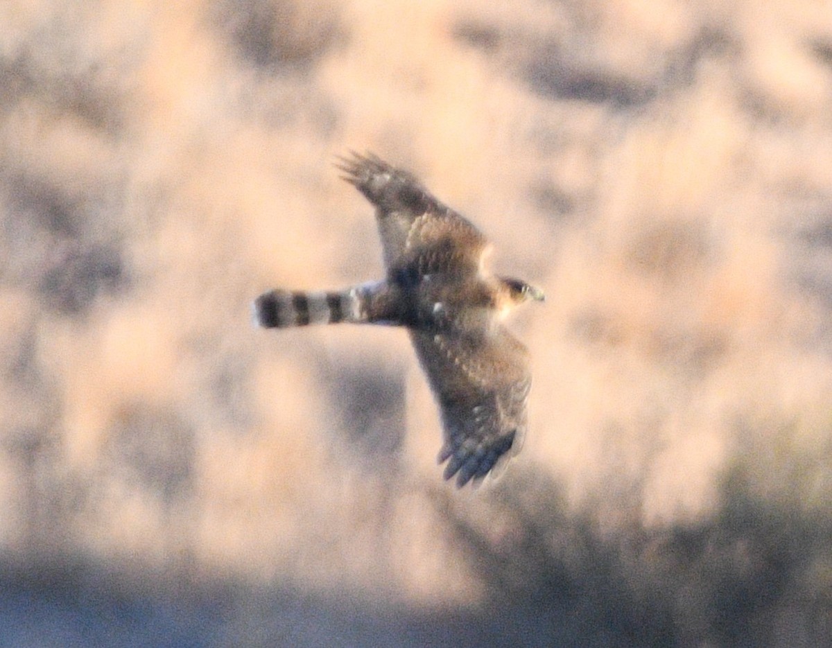 Cooper's Hawk - Peter Olsoy