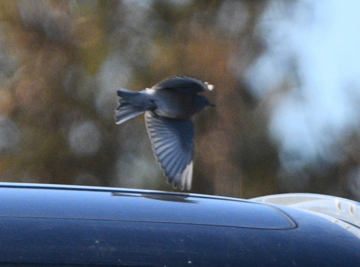 Mountain Bluebird - ML624060013