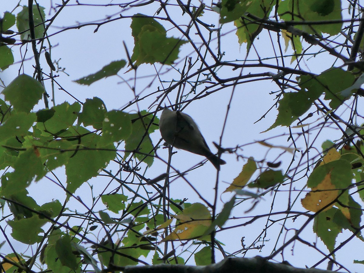 Golden-crowned Kinglet - Molly C