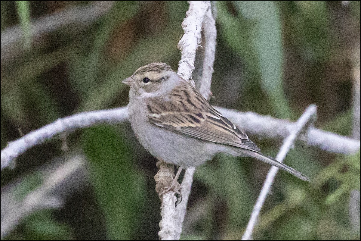 Brewer's Sparrow - Judi Hwa