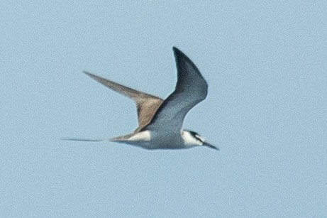 Bridled Tern - ML624060021