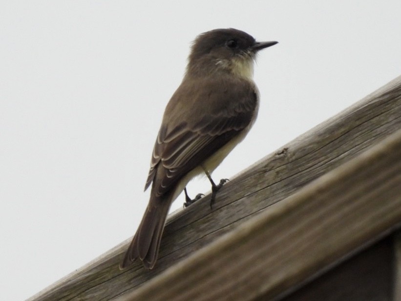 Eastern Phoebe - ML624060033