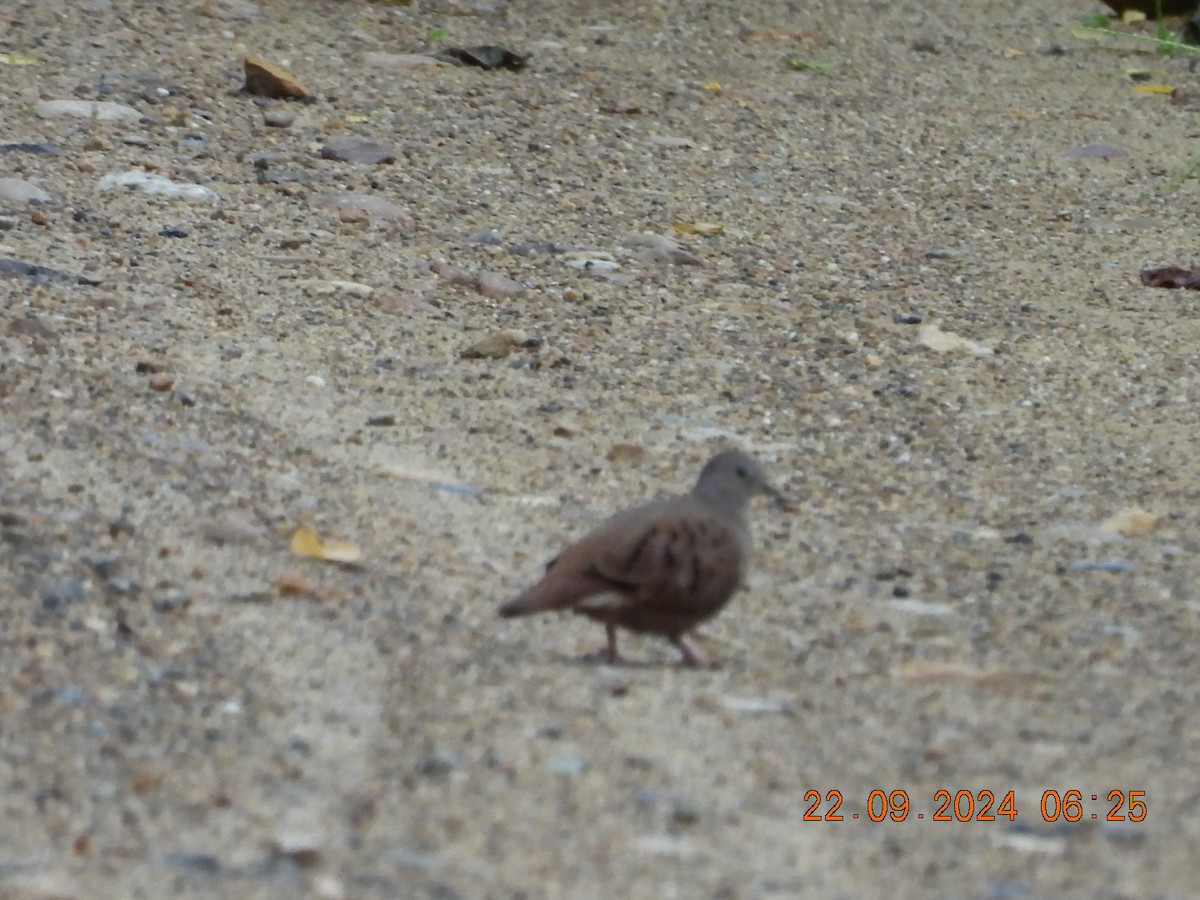 Ruddy Ground Dove - ML624060041