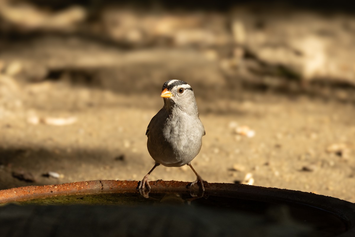 White-crowned Sparrow - ML624060053