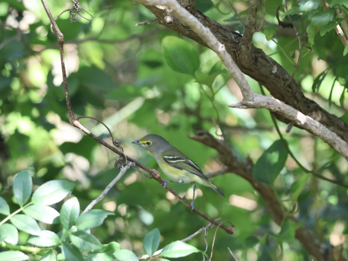 White-eyed Vireo - Gil Ewing