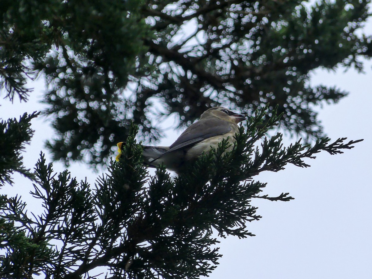 Cedar Waxwing - ML624060074