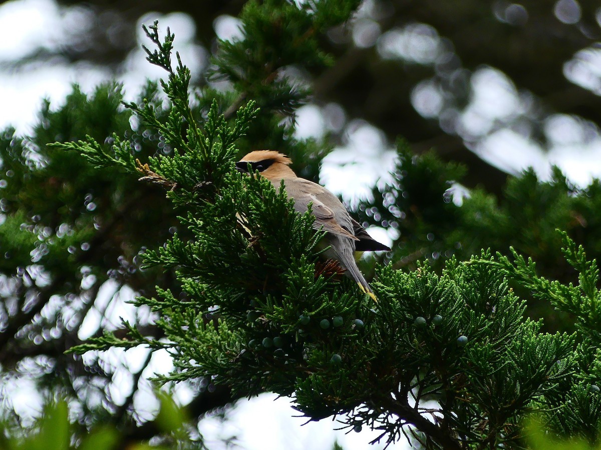 Cedar Waxwing - ML624060076